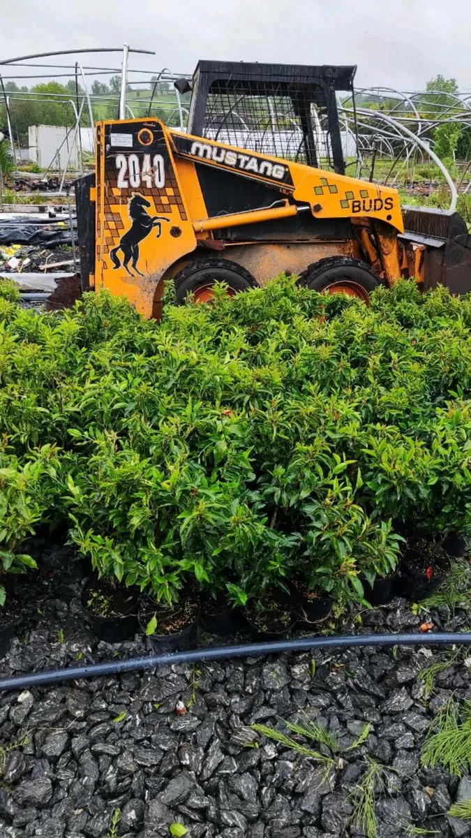 Strong Portuguese and cherry Laurel Hedging 5euro - Image 3