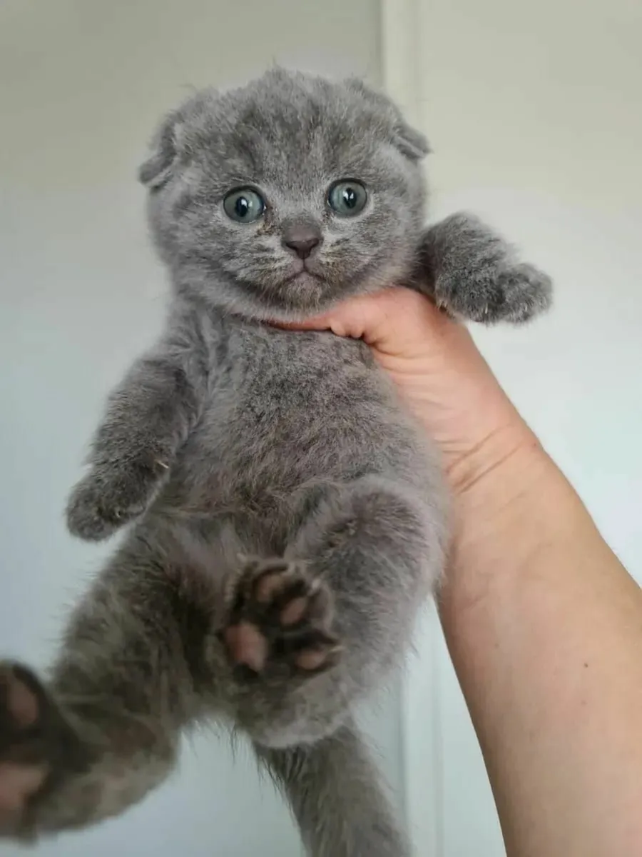 Scottish fold kittens - Image 3