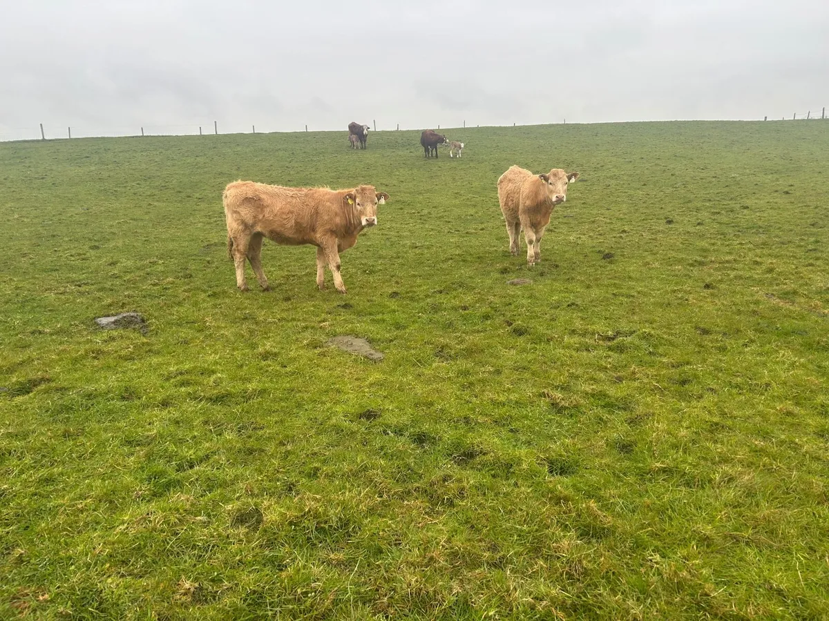 Organic heifers - Image 3