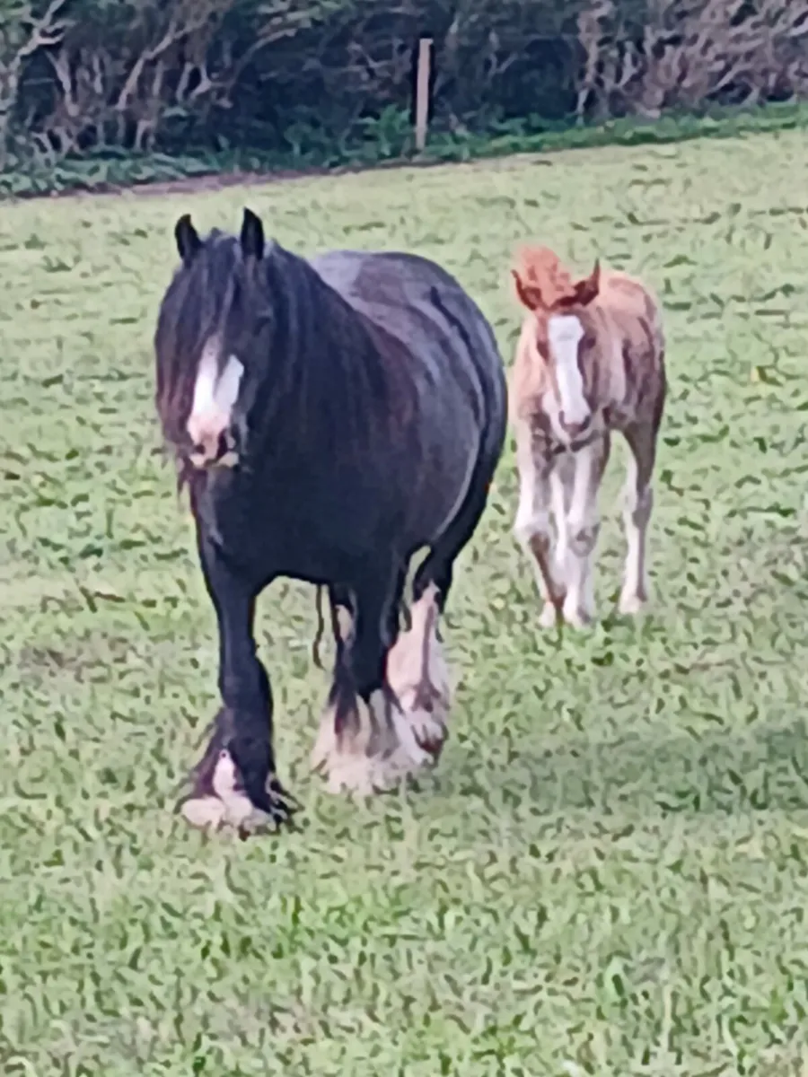 8yp cob mare....ideal for beginners or nervous rid - Image 4