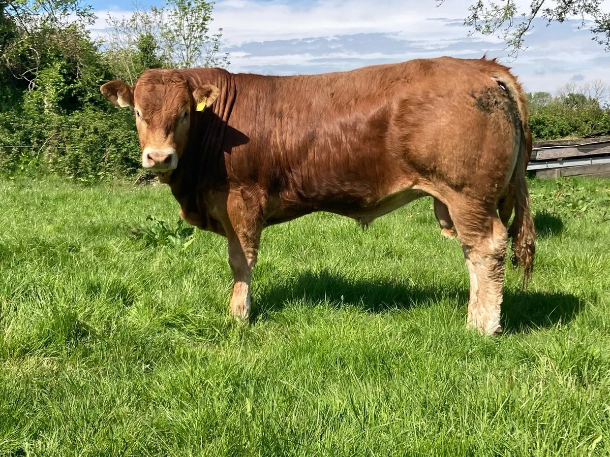 Limousin bull - Image 2