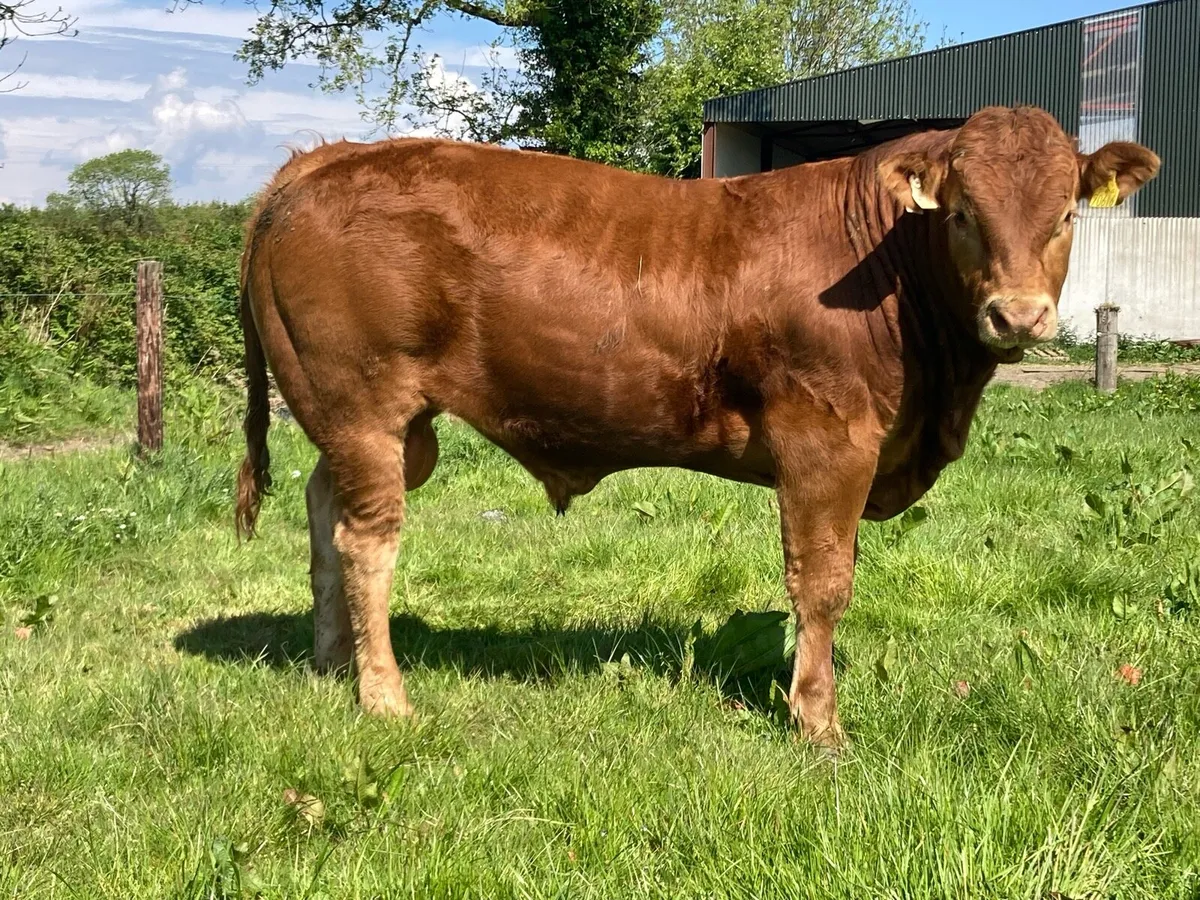 Limousin bull - Image 4