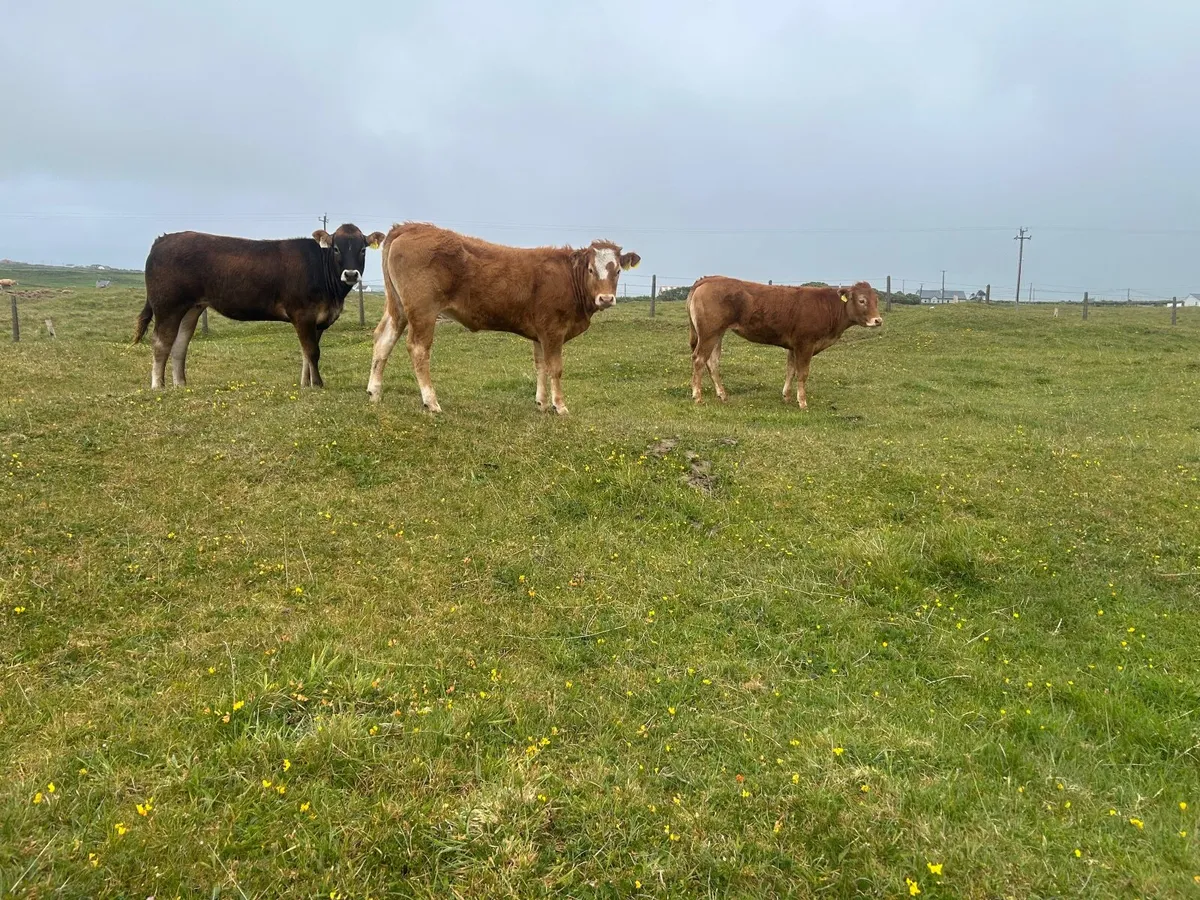 Organic heifers - Image 1