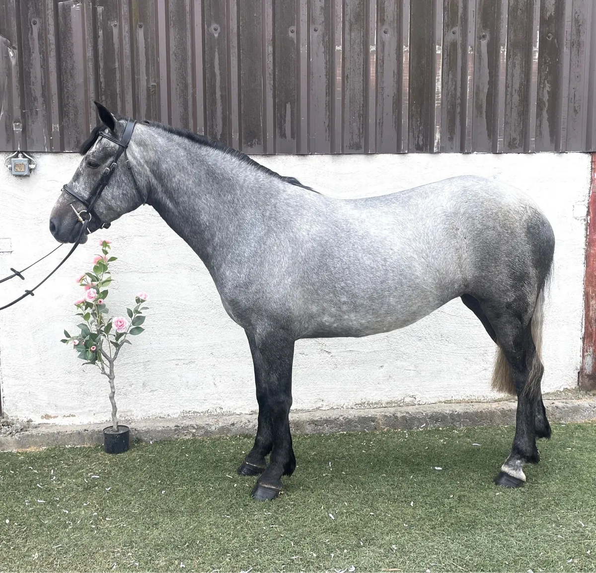 4 Yr Old Connemara Mare, Class 1, Broken & Ridden