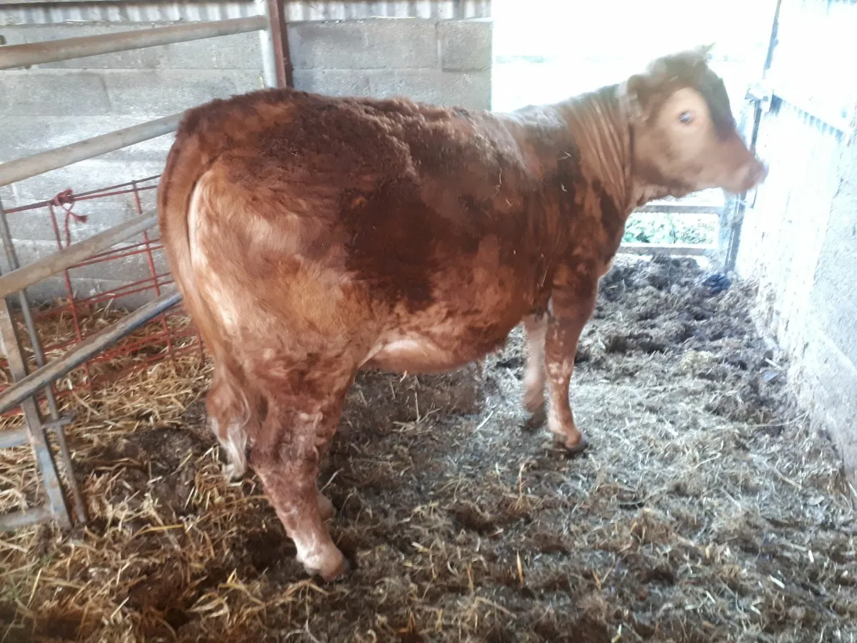 Yearling heifer - Image 4