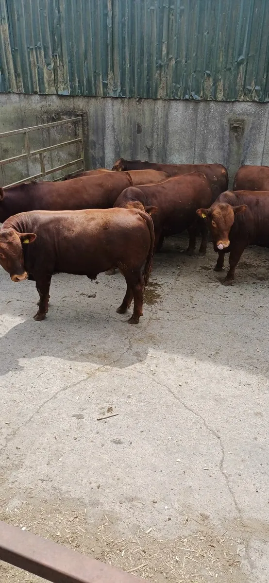 Bulls - Image 1