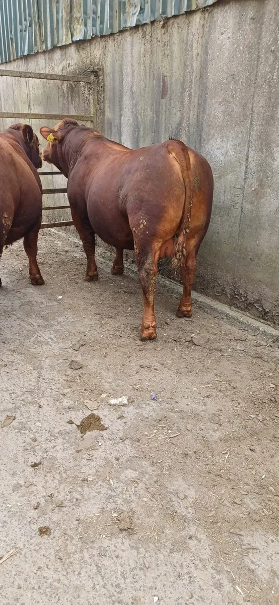 Bulls - Image 2
