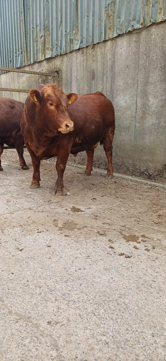 Bulls - Image 3