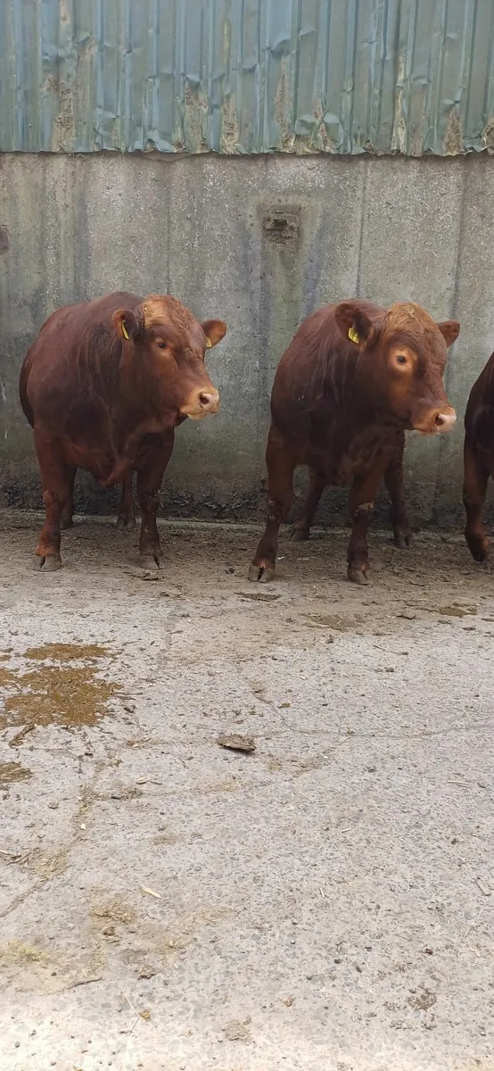 Bulls - Image 4