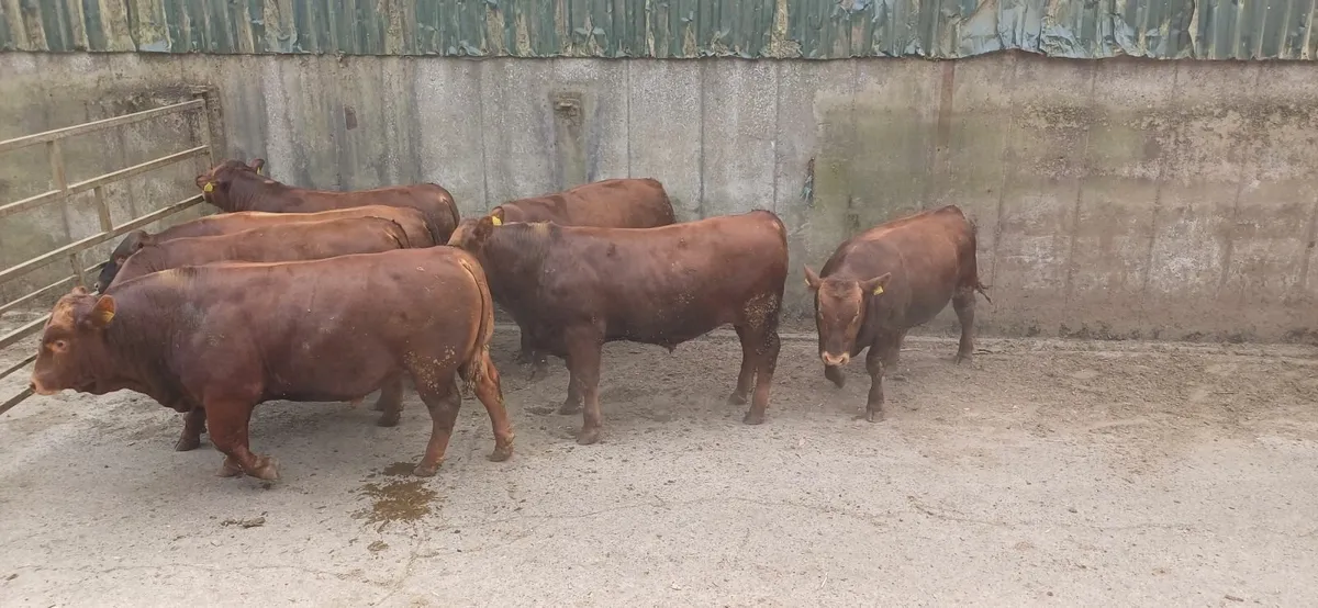Bulls - Image 1