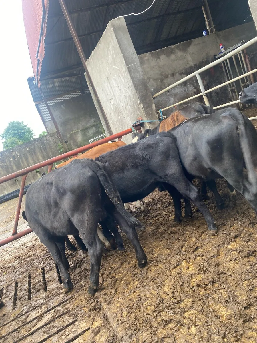 Angus heifers - Image 1