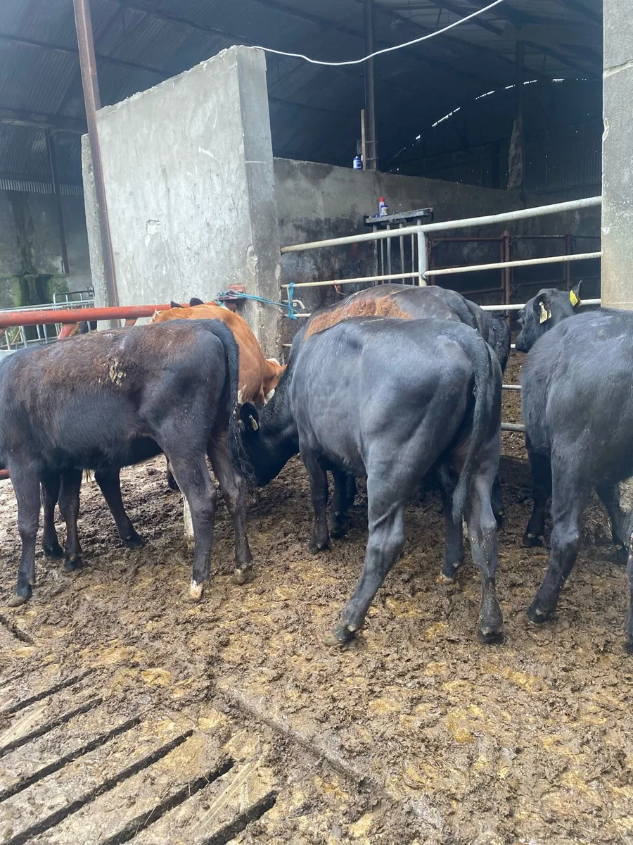 Angus heifers - Image 2