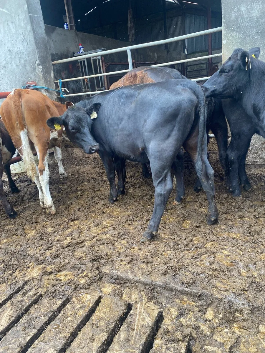 Angus heifers - Image 3