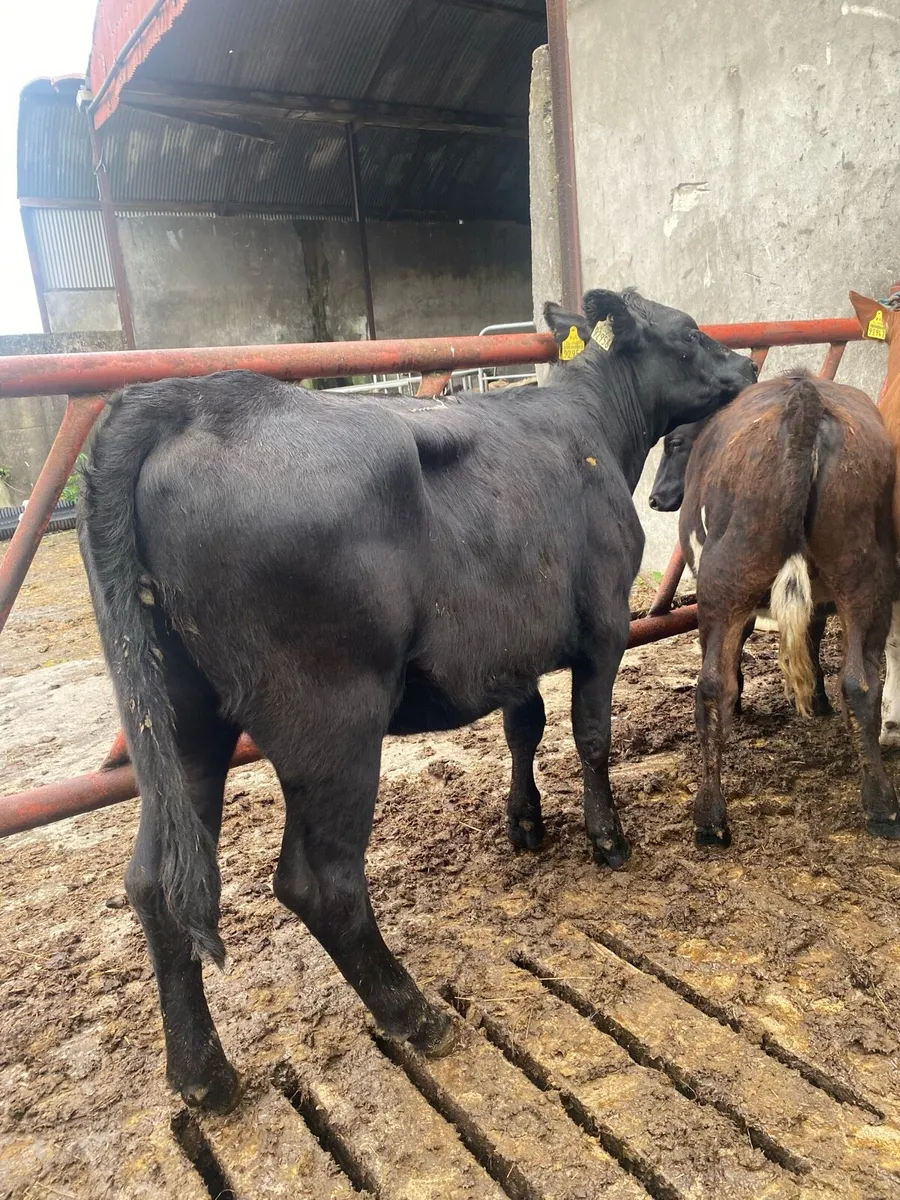 Angus heifers - Image 4