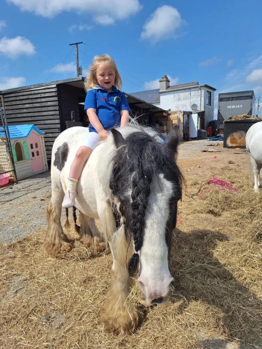 12hh 12yro School Master - Image 1