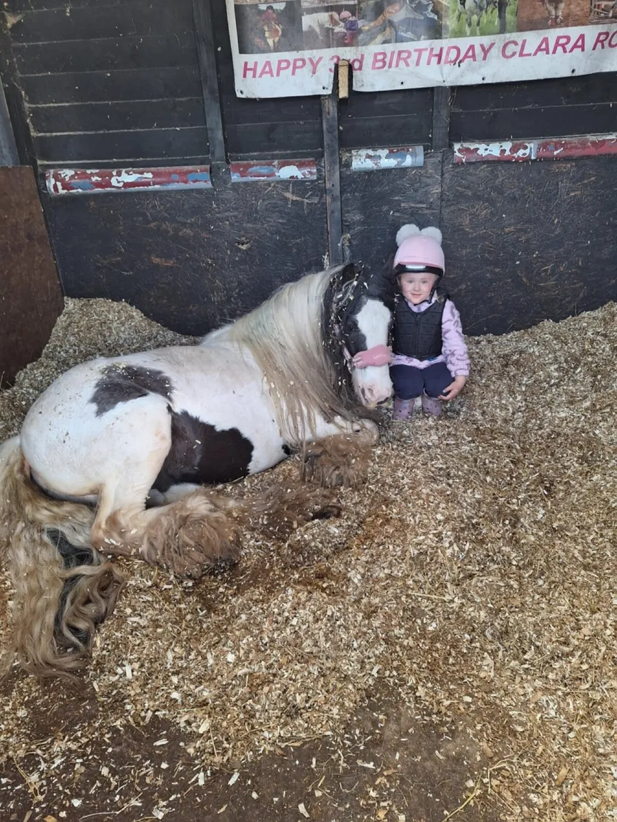 12hh 12yro School Master - Image 2