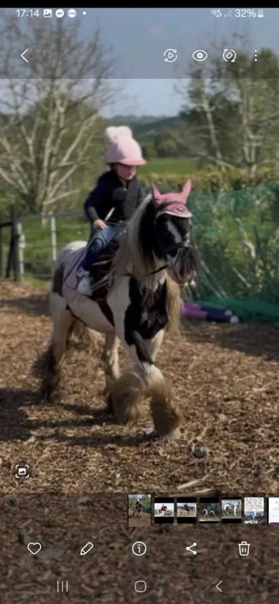 12hh 12yro School Master - Image 3