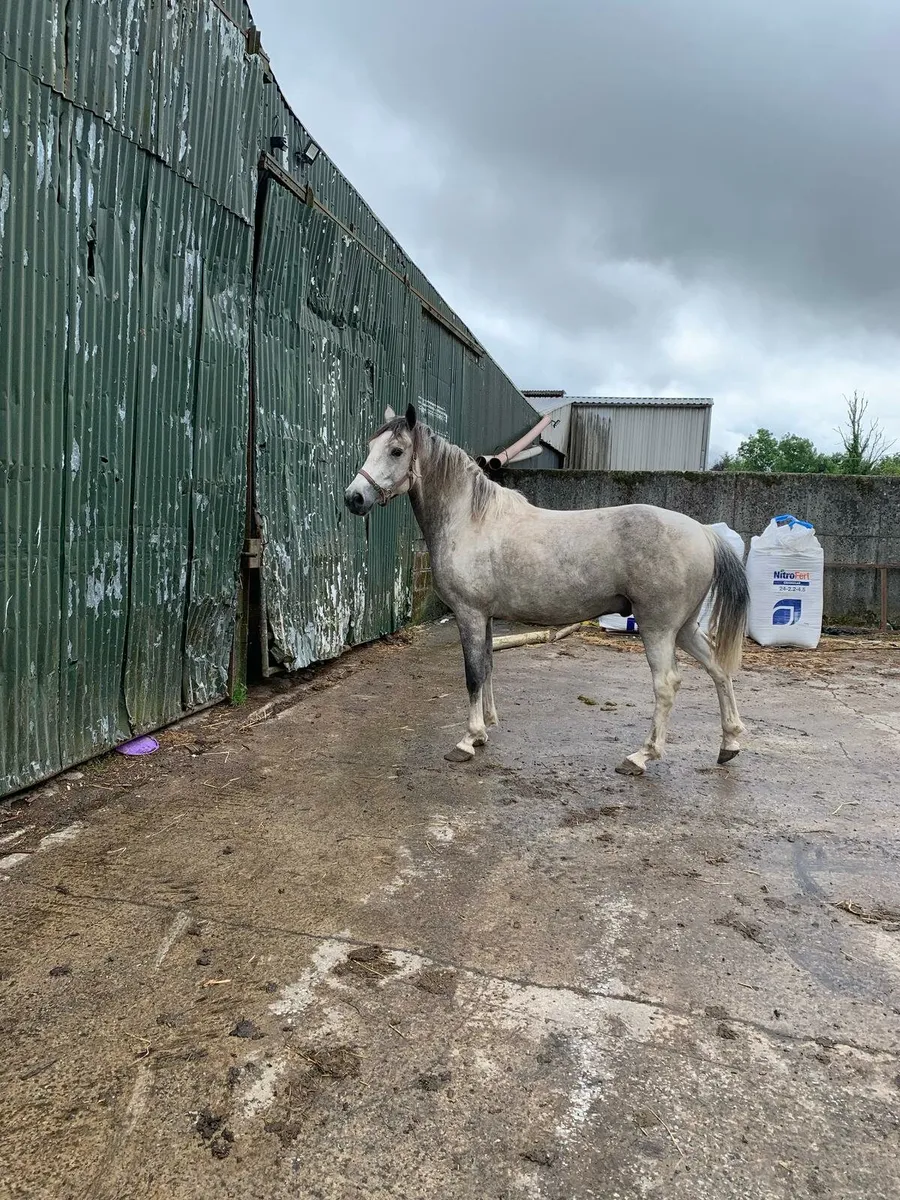 Horse for sale - Image 1