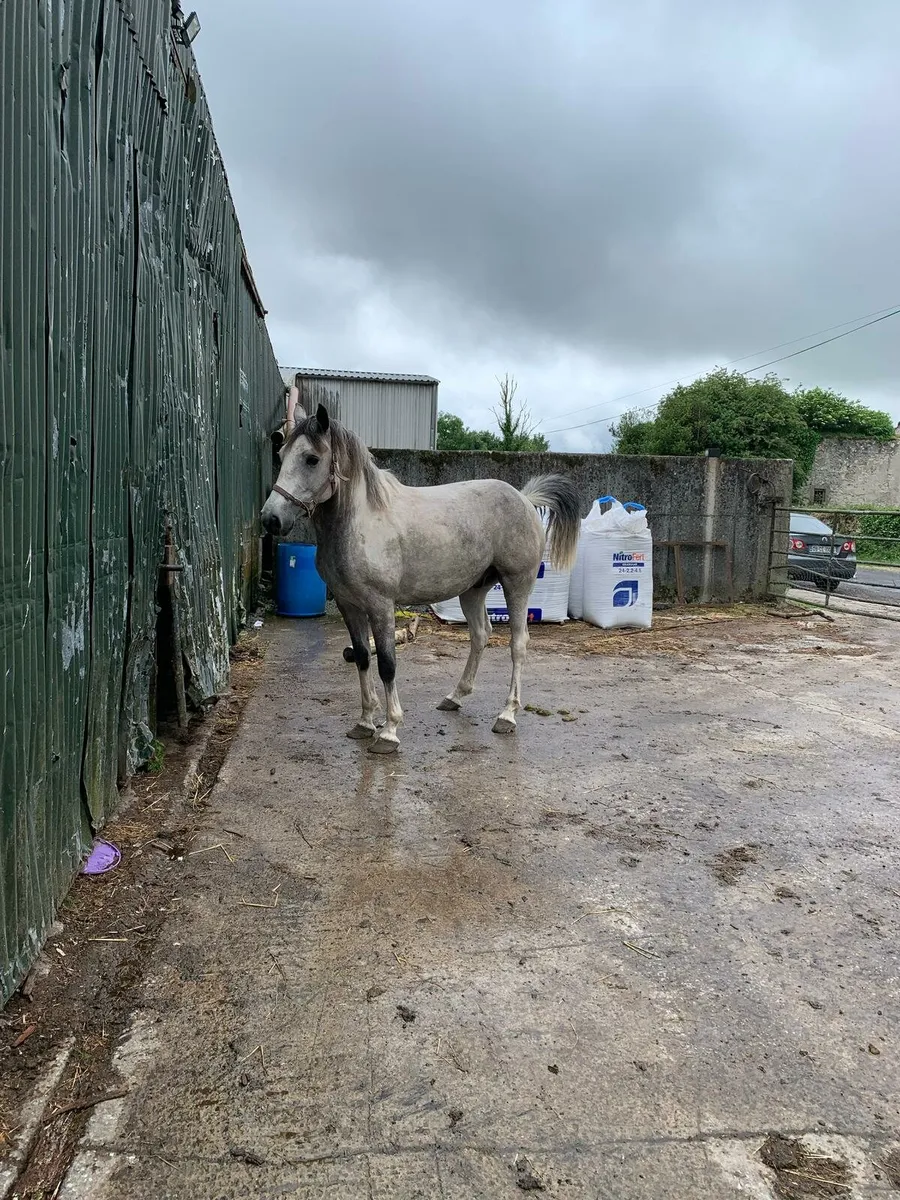 Horse for sale - Image 2