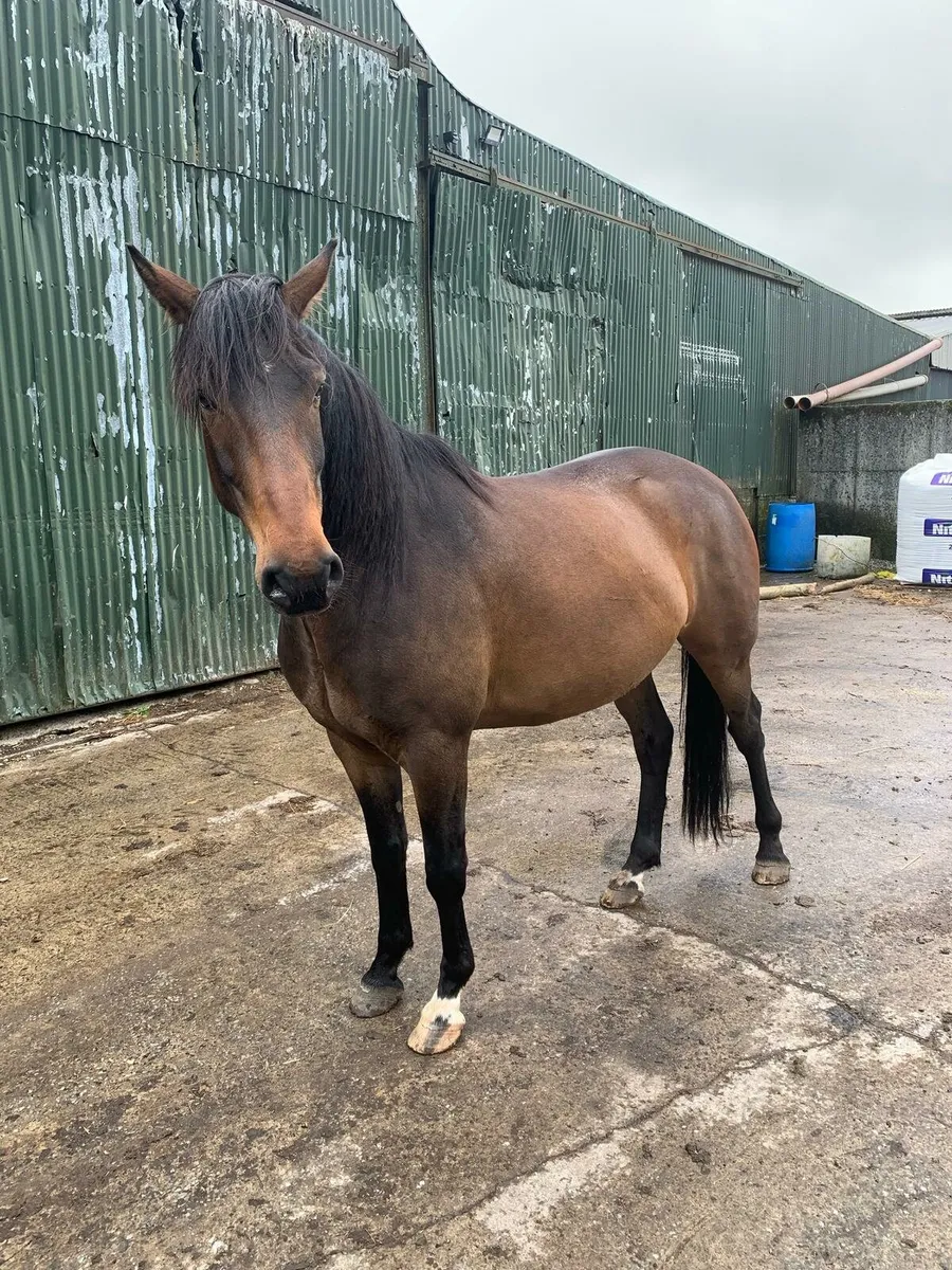 Horse for sale - Image 1