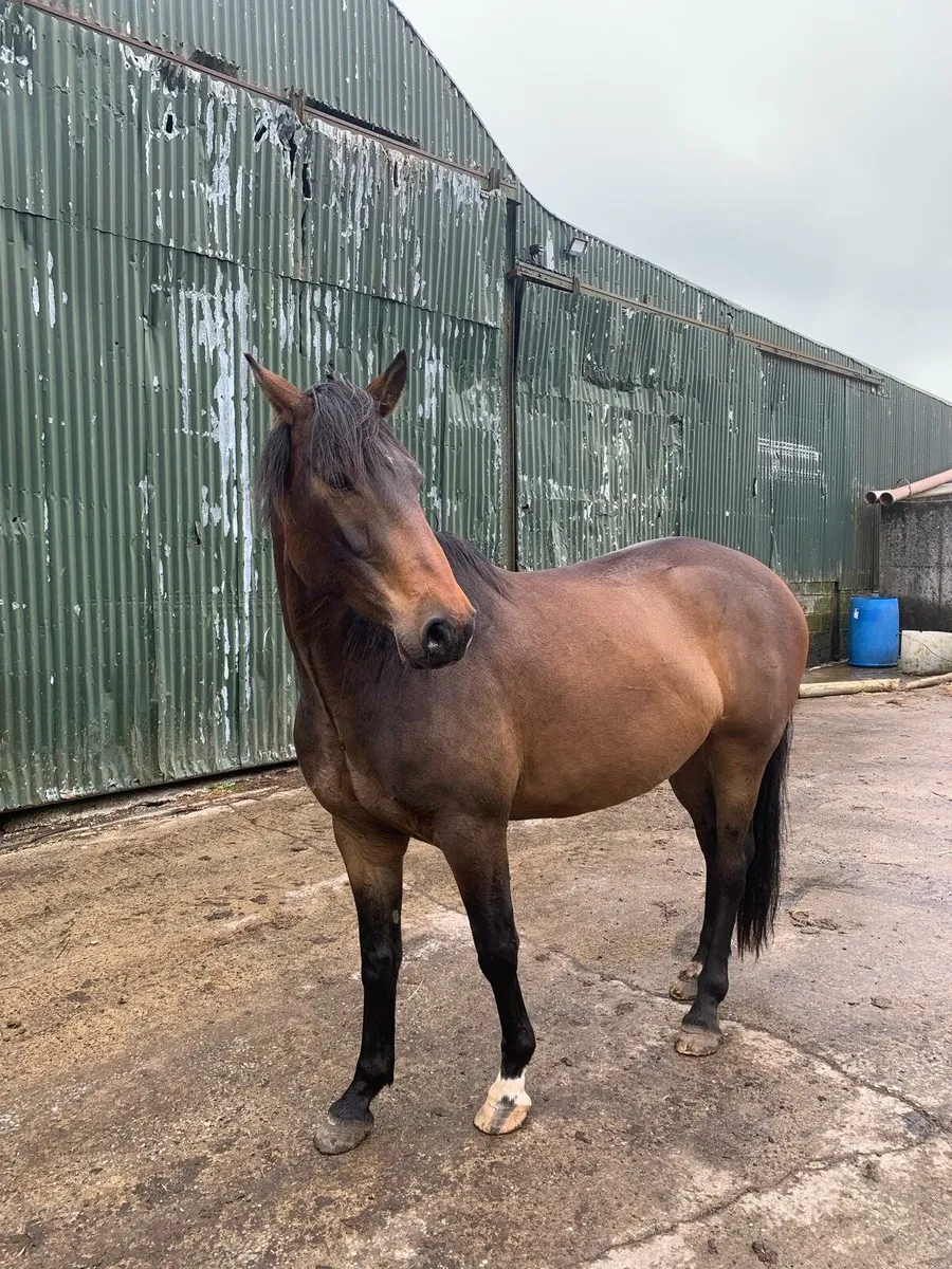 Horse for sale - Image 2
