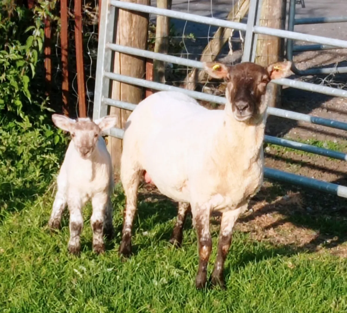 Hogget Ewes - Image 3