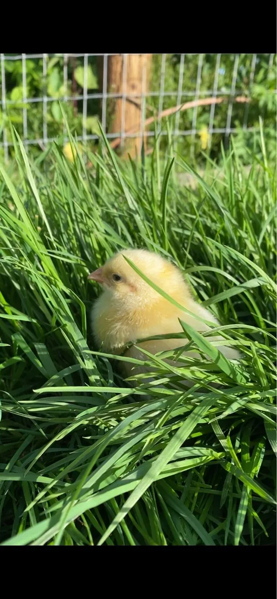 Broilers - Image 1