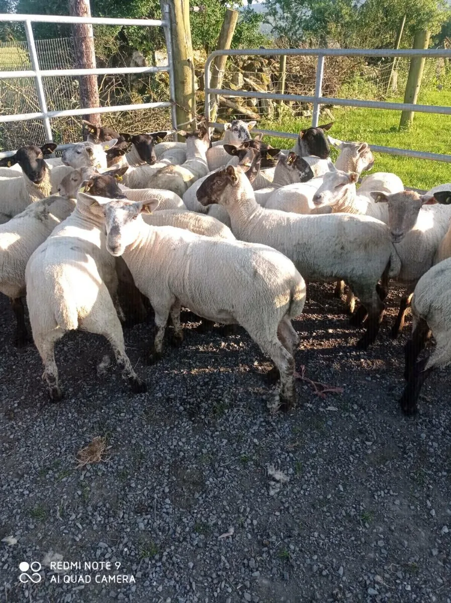 Hogget Ewes - Image 2