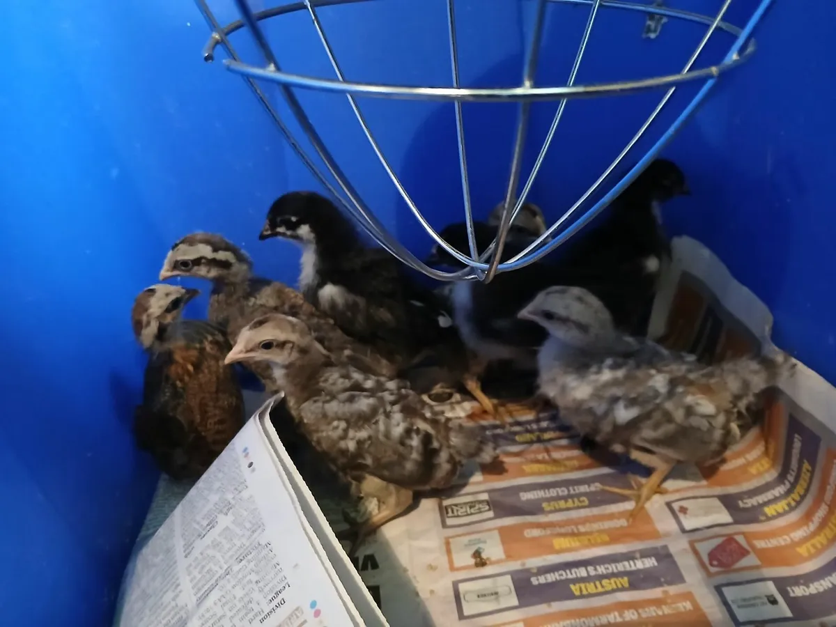 Marans and cream legbar chicks €7 each - Image 1