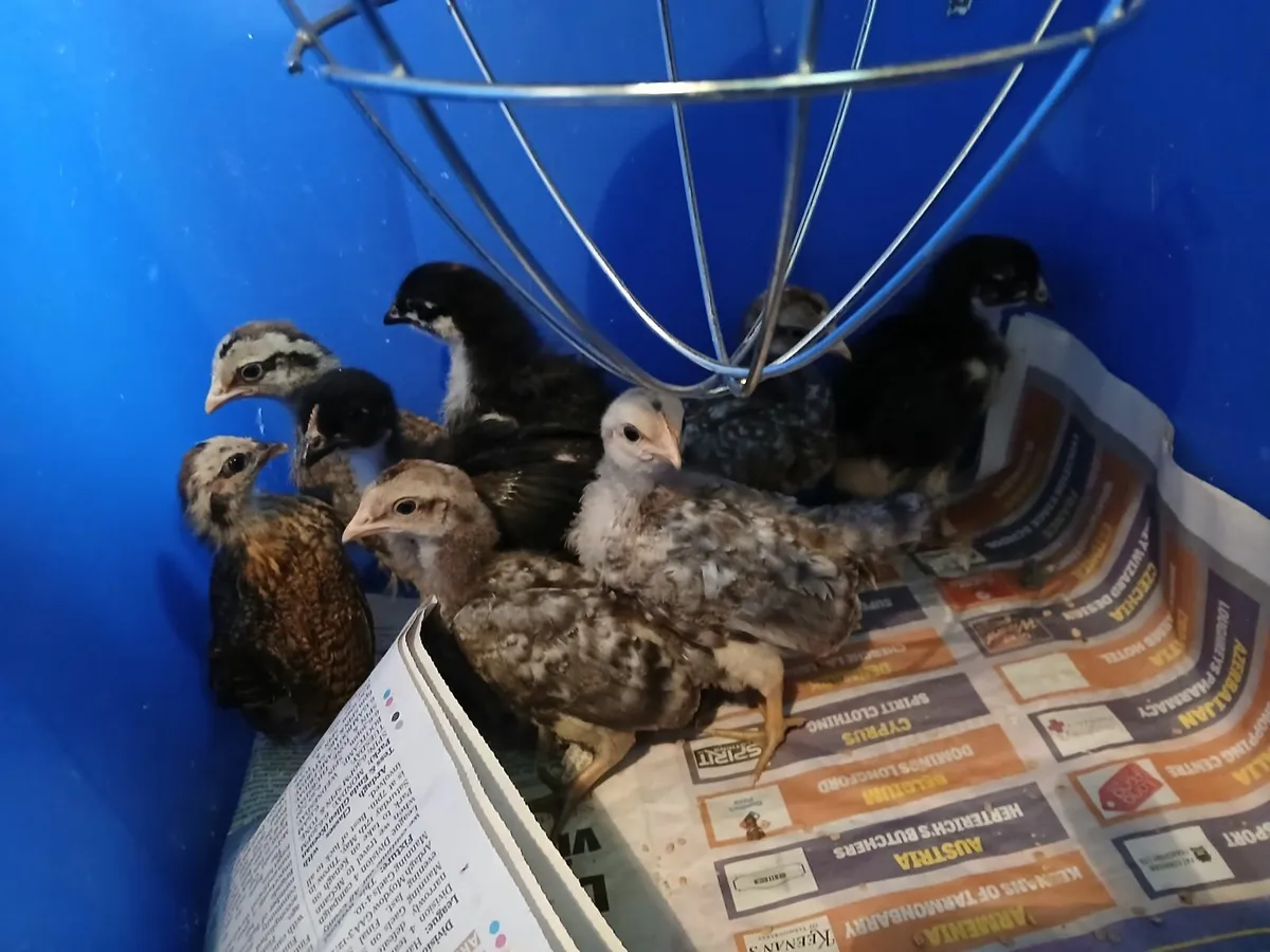 Marans and cream legbar chicks €7 each - Image 2