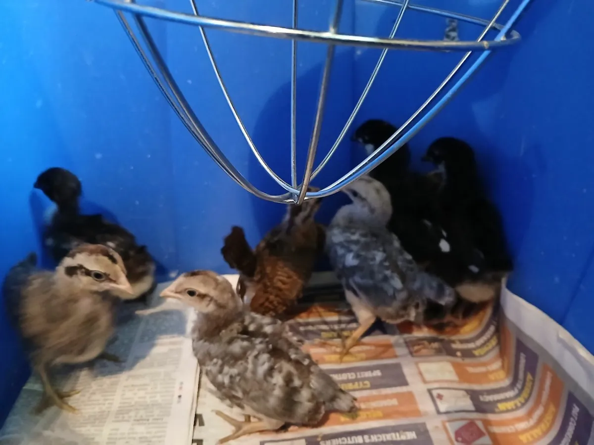 Marans and cream legbar chicks €7 each - Image 3