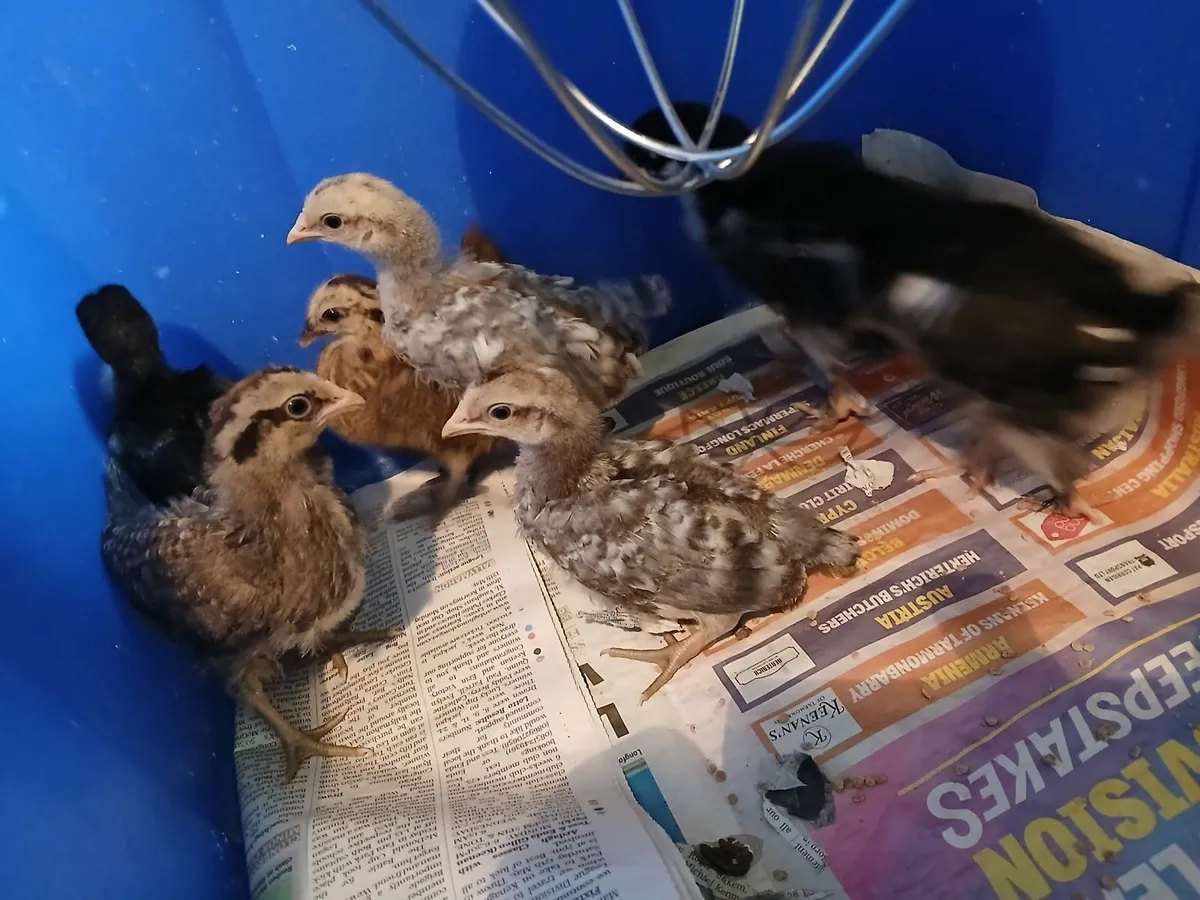Marans and cream legbar chicks €7 each - Image 4