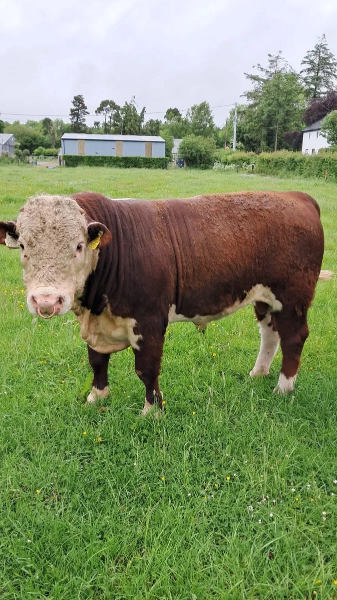 Bull - Image 1