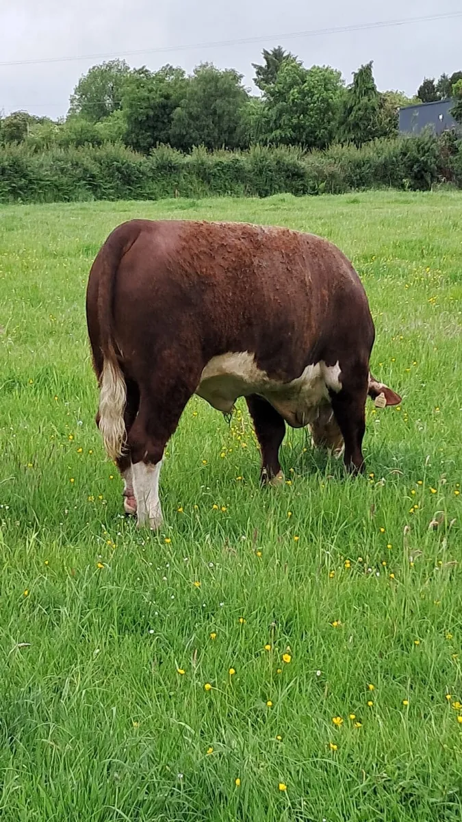 Bull - Image 2
