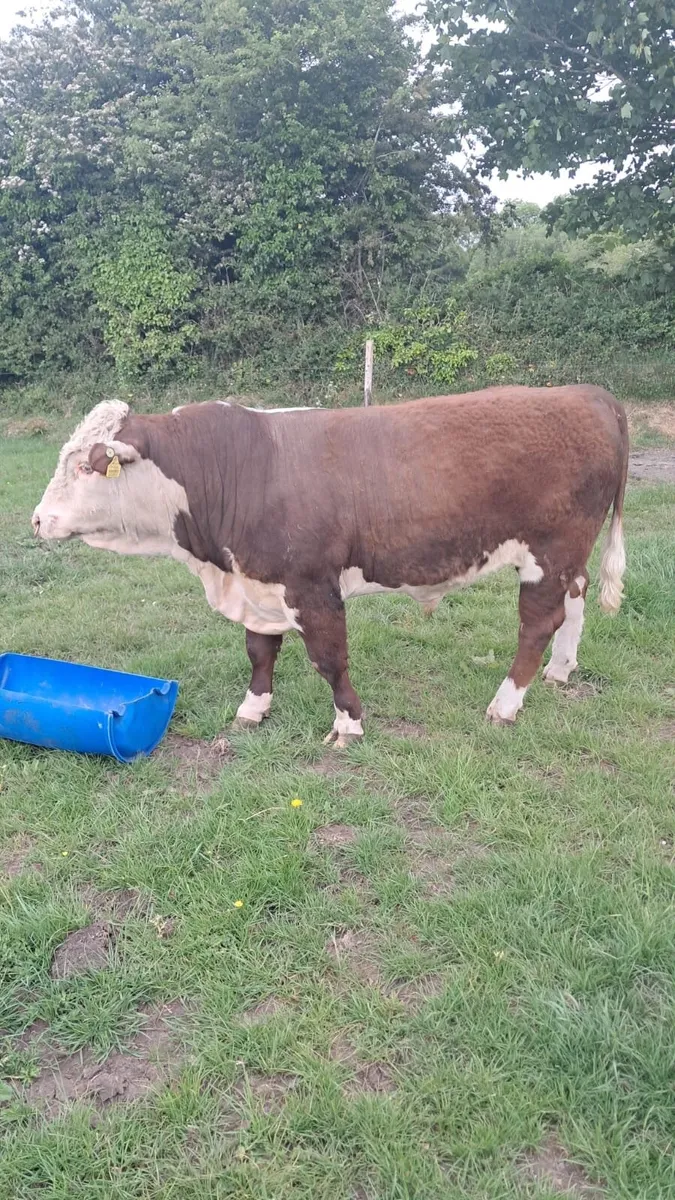 Bull - Image 3