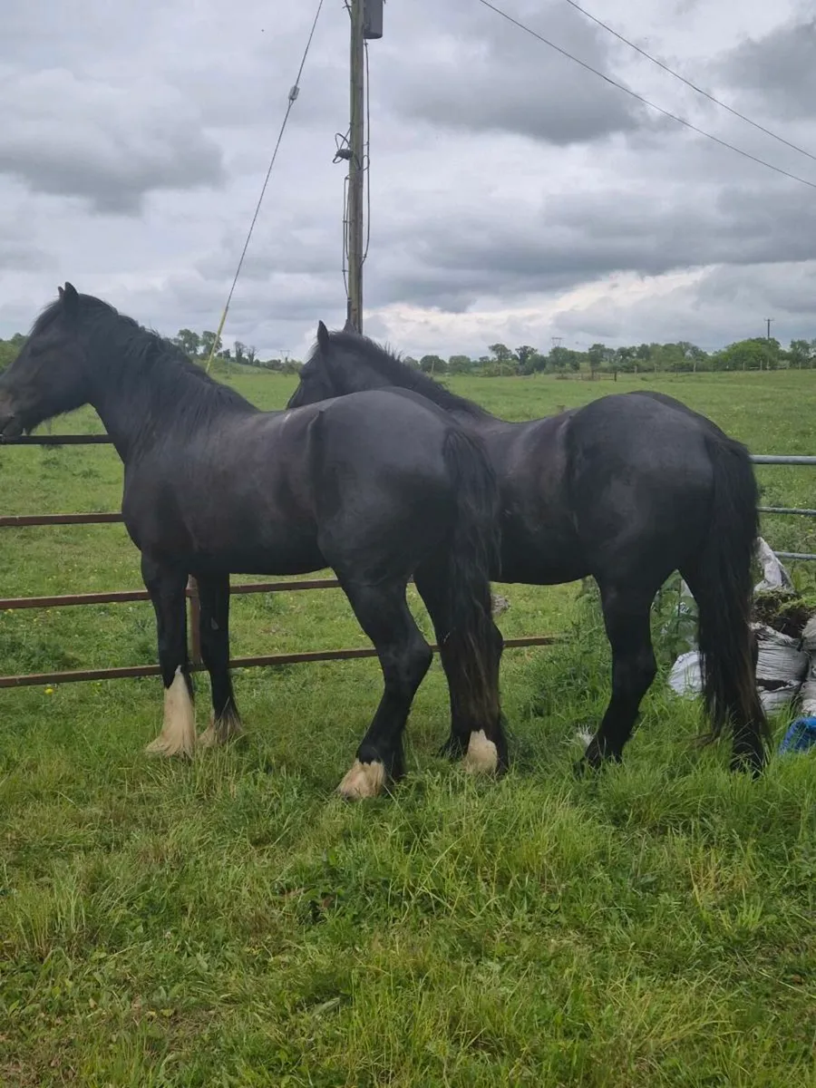 2 x 3yo 15.2 hh - Image 1
