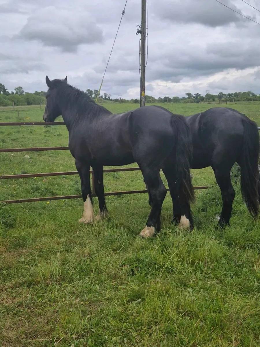 2 x 3yo 15.2 hh - Image 2