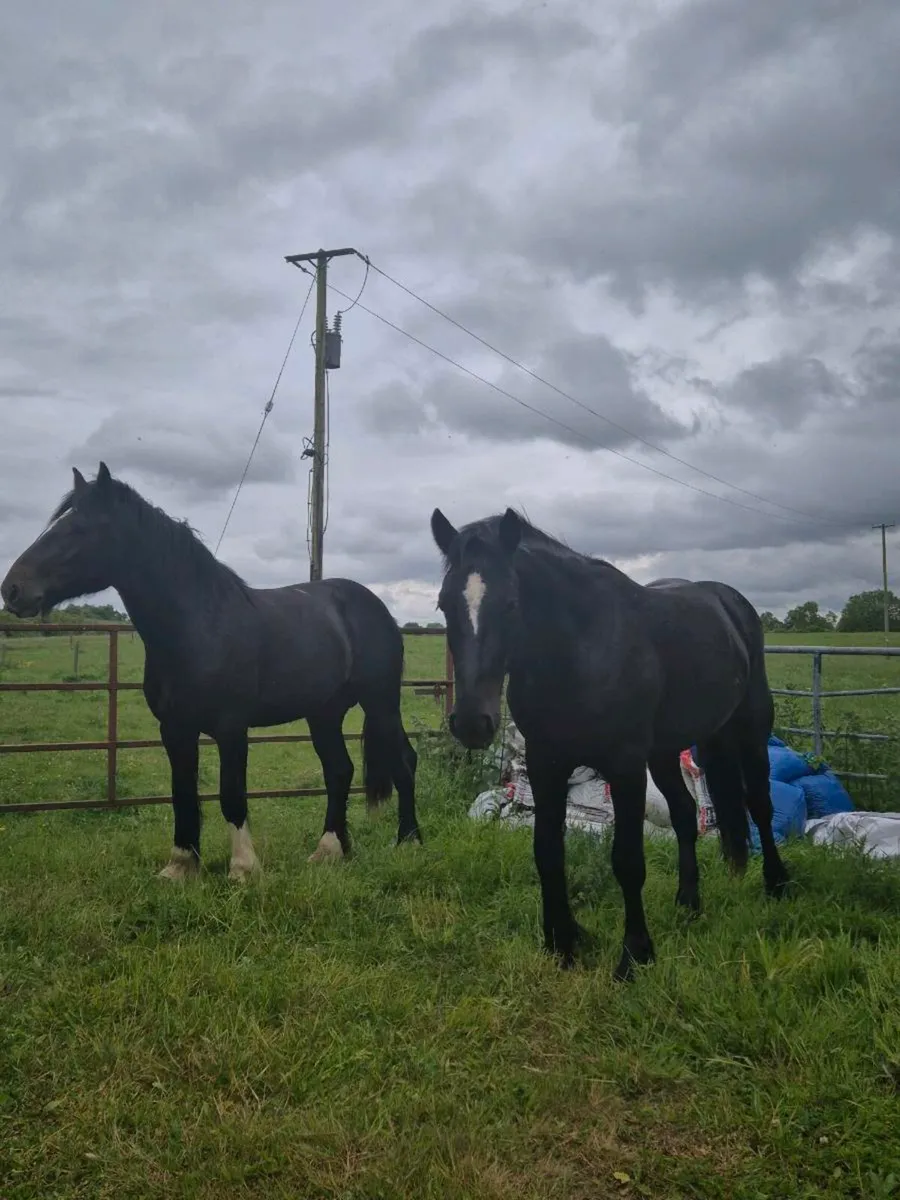 2 x 3yo 15.2 hh - Image 3