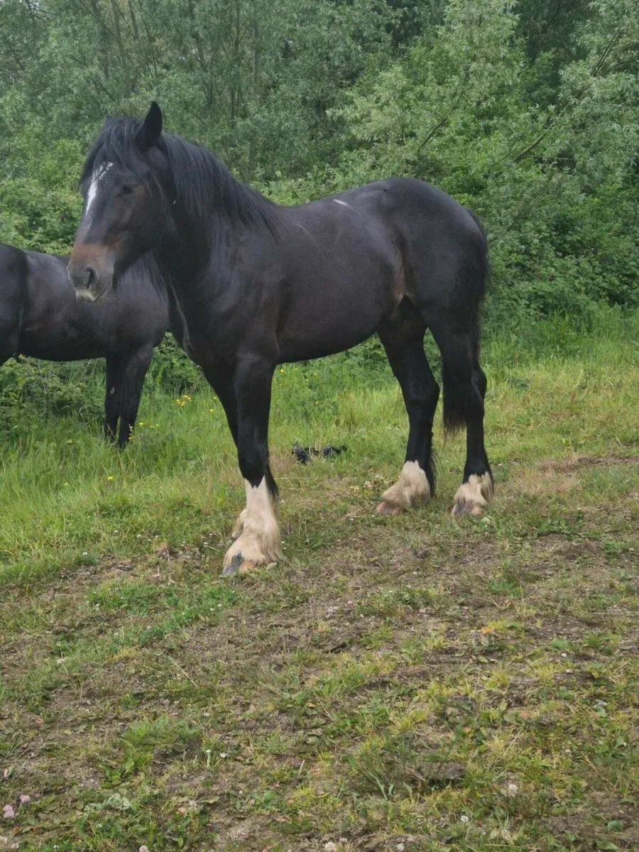 2 x 3yo 15.2 hh - Image 4