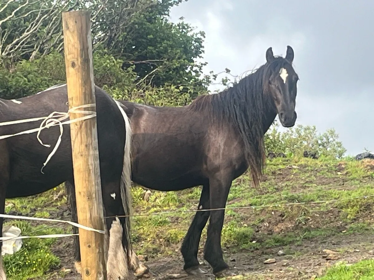 Cob filly 3 year old - Image 2