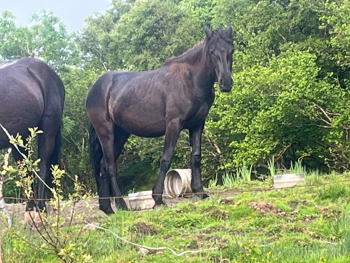 Half bread Friesian filly - Image 1