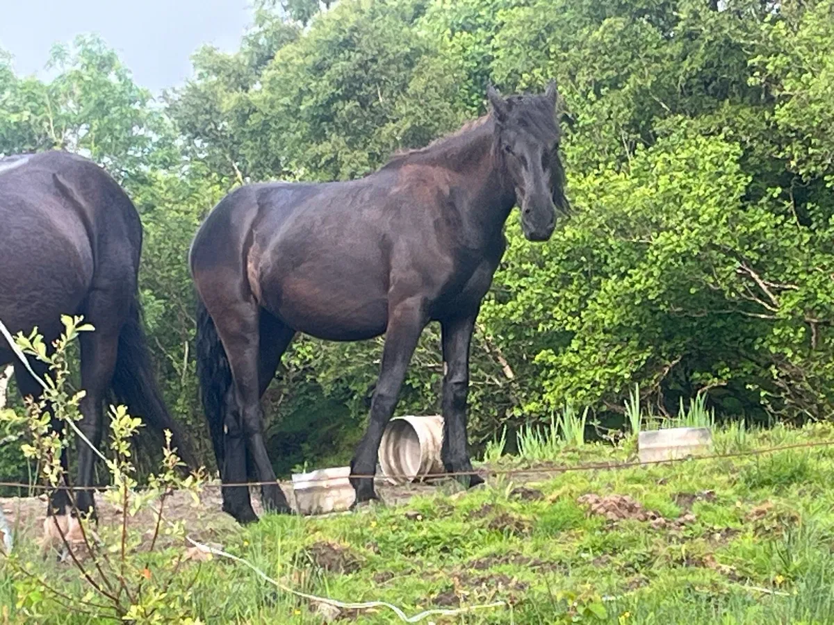 Half bread Friesian filly - Image 2