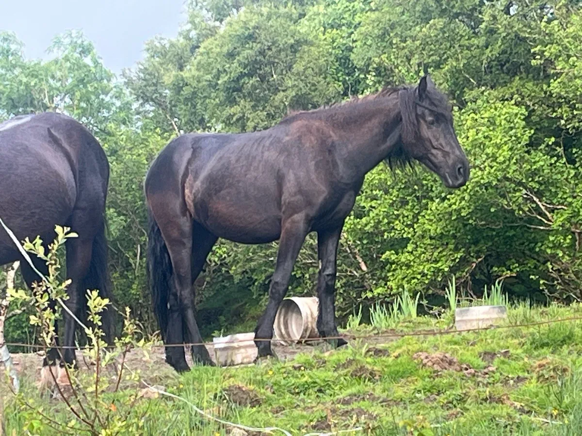 Half bread Friesian filly - Image 3