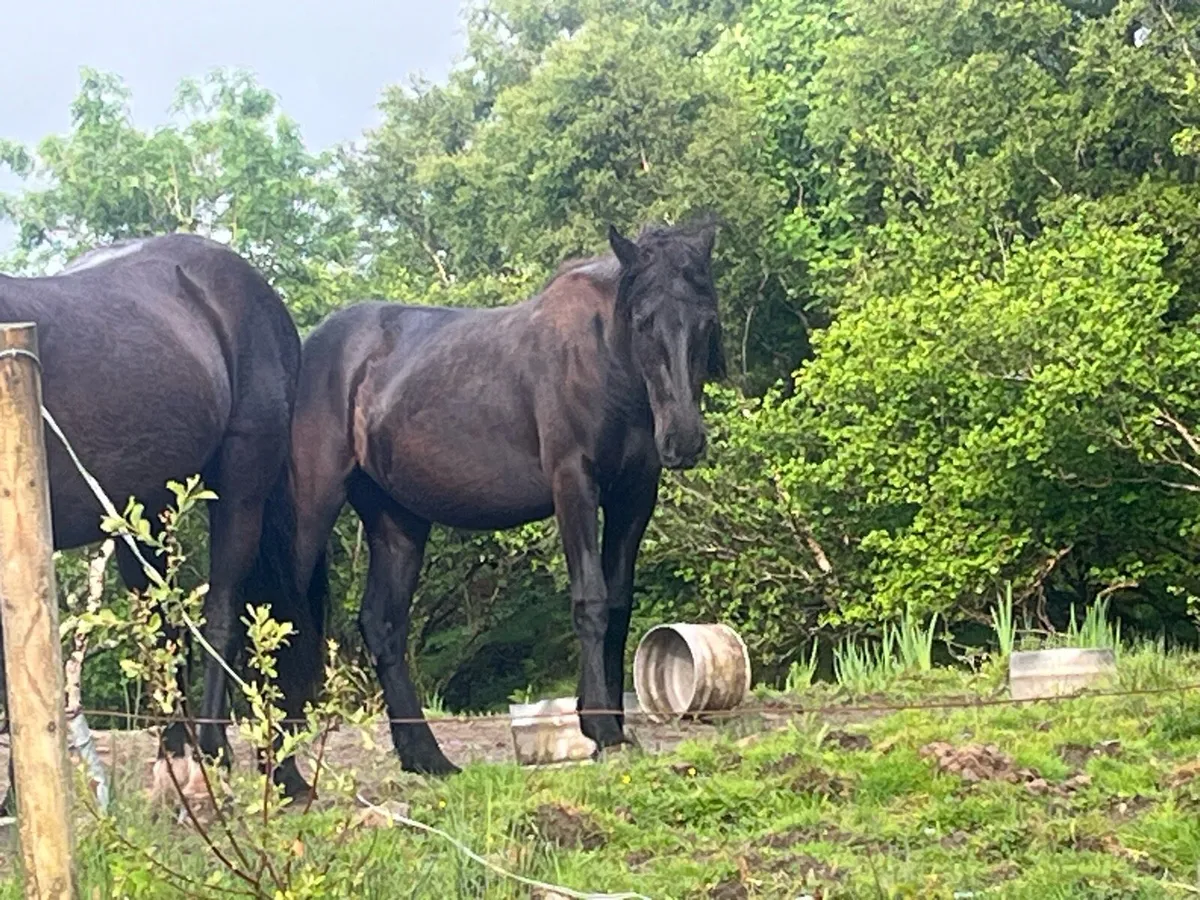 Half bread Friesian filly - Image 4