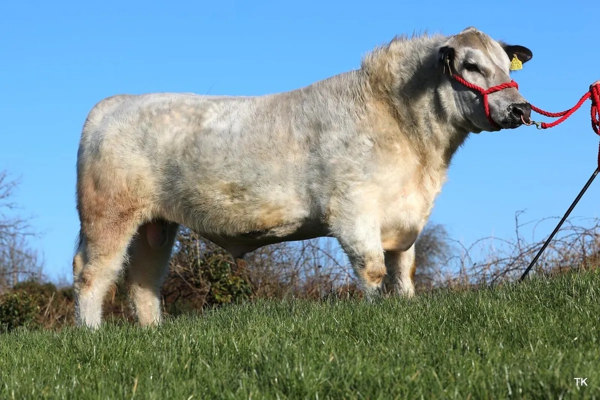 Speckle Park Bull for sale - Image 1