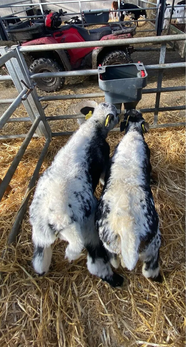 Speckle Park Bull for sale - Image 2