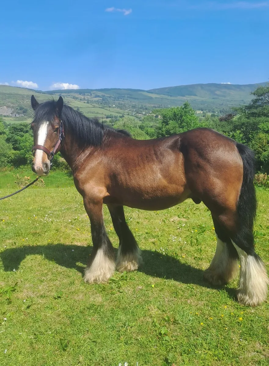 2 beautiful cobs - Image 3