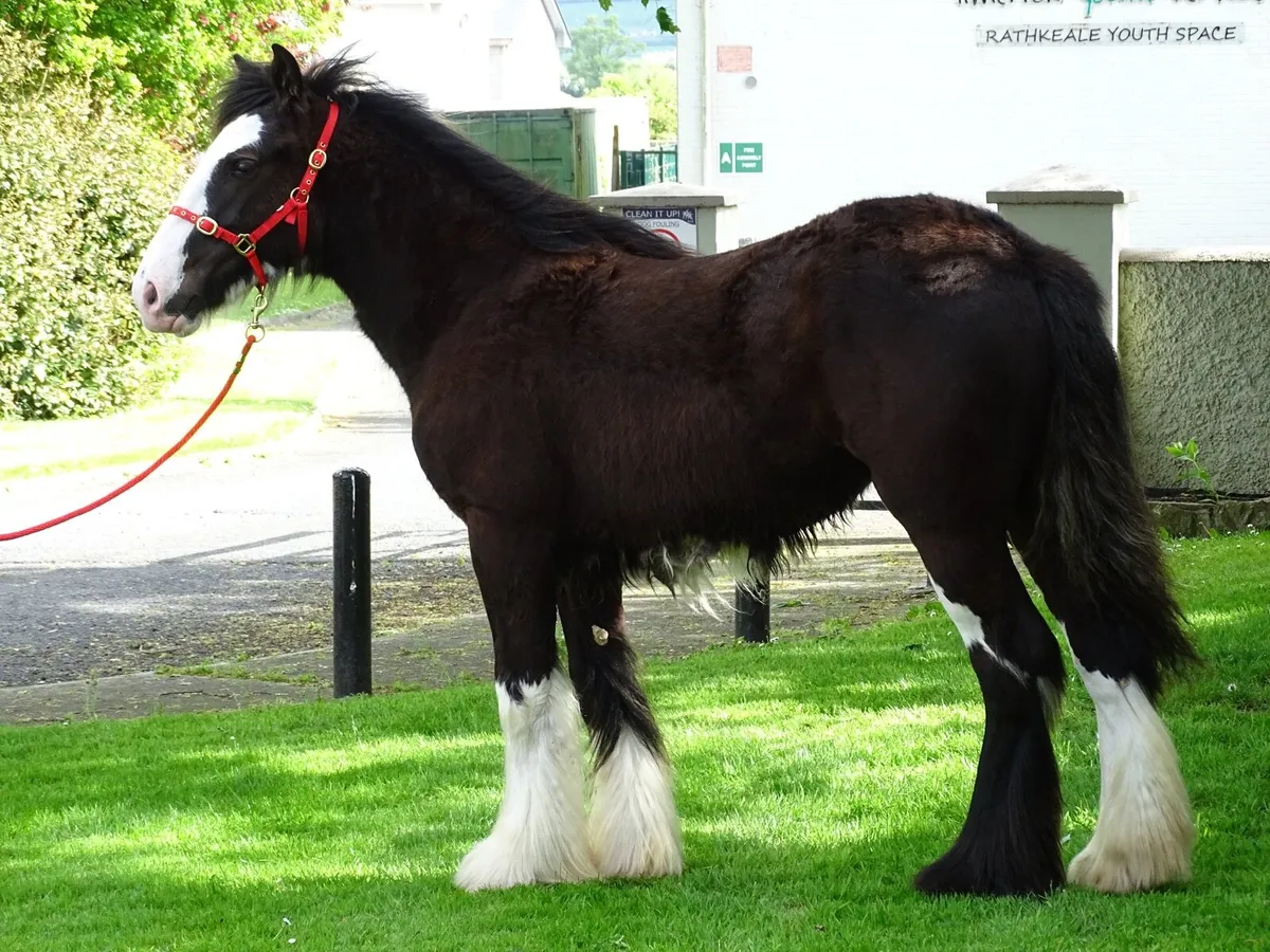 Top class filly for sale - Image 1