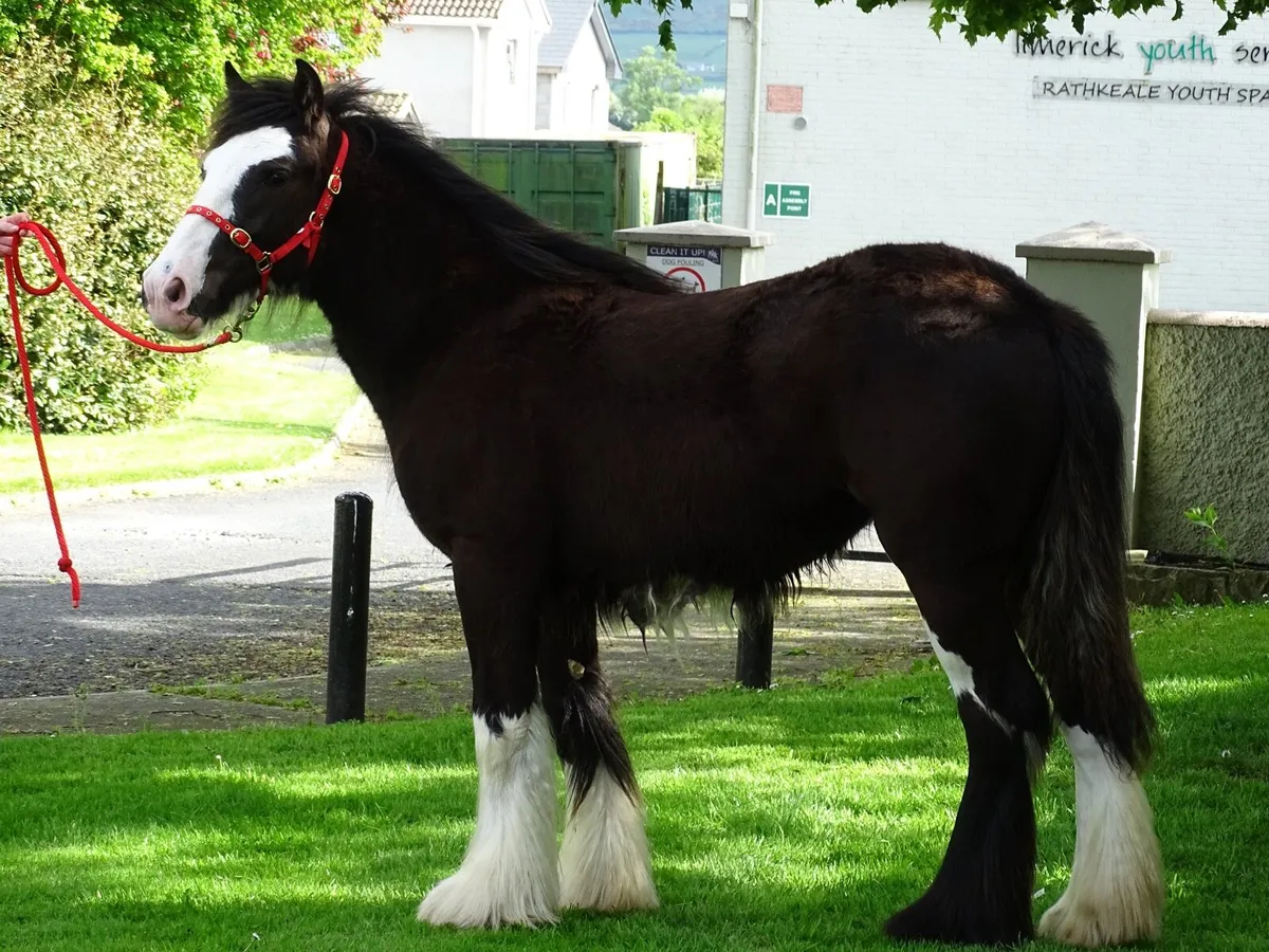 Top class filly for sale - Image 2