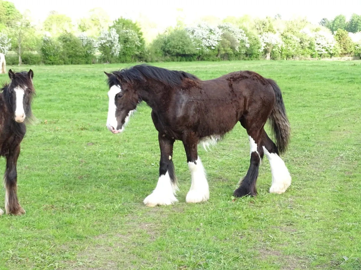 Top class filly for sale - Image 3